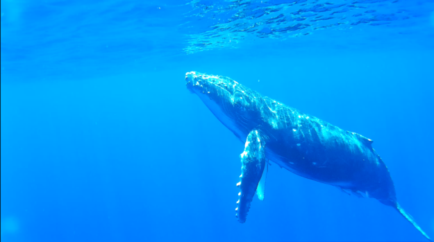 plávanie s veľrybami Tonga