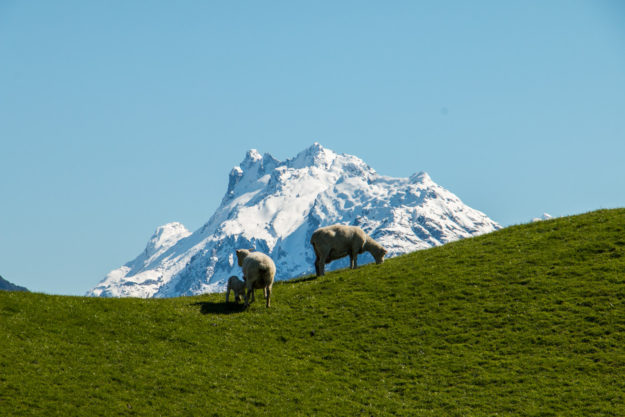 ovce na Zélande