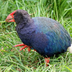 takahe new zealand