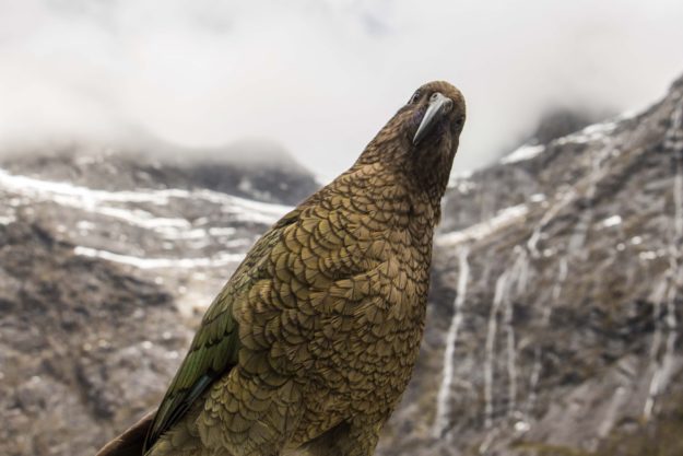 Kea