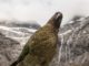 Kea